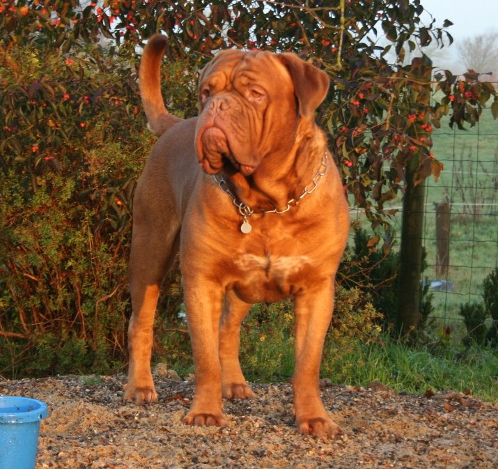 Dogue de Bordeaux kennel in Denmark